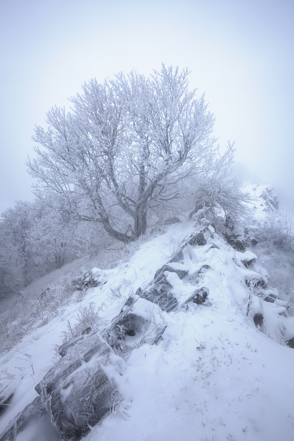 Solitér, Slovensko